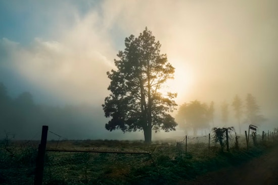 From Morning Gloom to Patio Bloom, Raleigh Warms Up Before a Chilly, Dicey Start to the Week