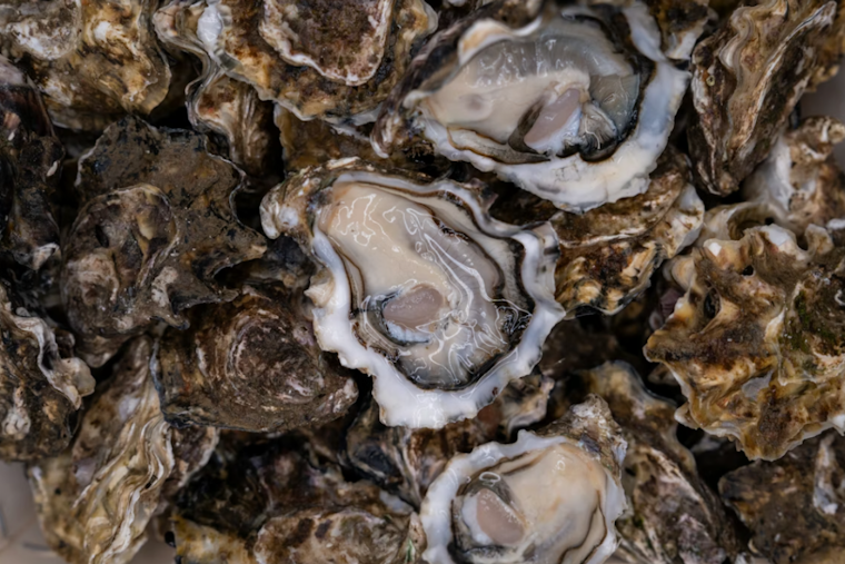Frozen Bay, Empty Pockets As Chesapeake Ice Traps Maryland Oystermen