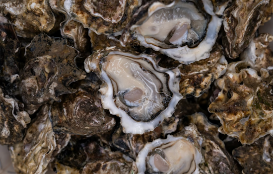 Frozen Bay, Empty Pockets As Chesapeake Ice Traps Maryland Oystermen