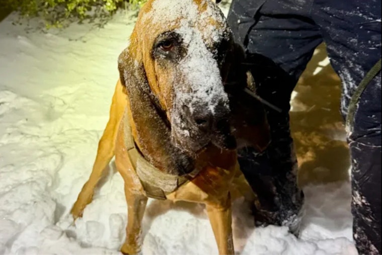 Gastonia Police K-9 Heroically Locates Missing Special Needs Boy Amidst Snowstorm Chaos