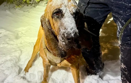 Gastonia Police K-9 Heroically Locates Missing Special Needs Boy Amidst Snowstorm Chaos