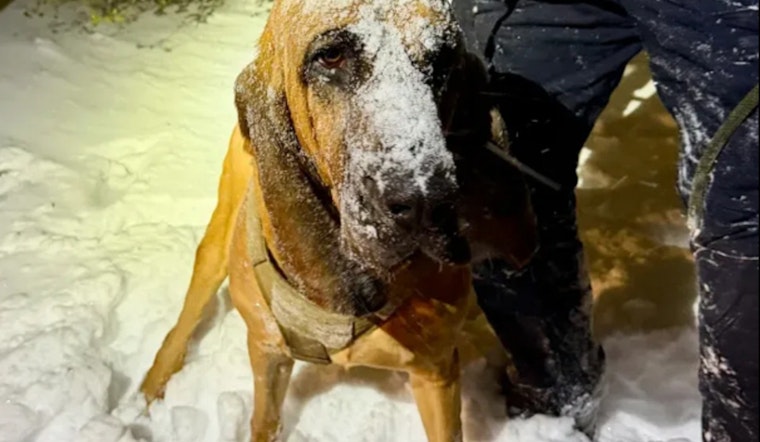 Gastonia Police K-9 Heroically Locates Missing Special Needs Boy Amidst Snowstorm Chaos