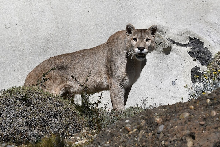 Glendale Street Stunned As Mountain Lion Yanks Dog On Late-Night Walk