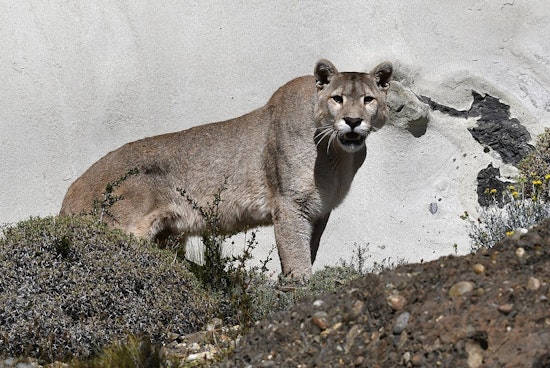 Glendale Street Stunned As Mountain Lion Yanks Dog On Late-Night Walk