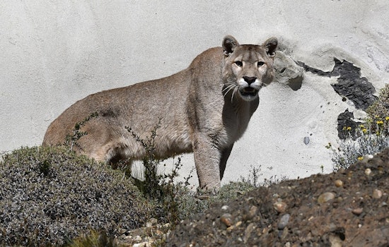 Glendale Street Stunned As Mountain Lion Yanks Dog On Late-Night Walk