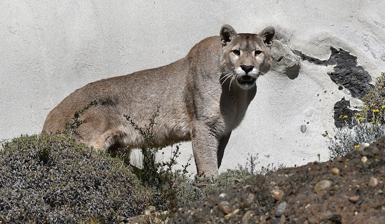 Glendale Street Stunned As Mountain Lion Yanks Dog On Late-Night Walk