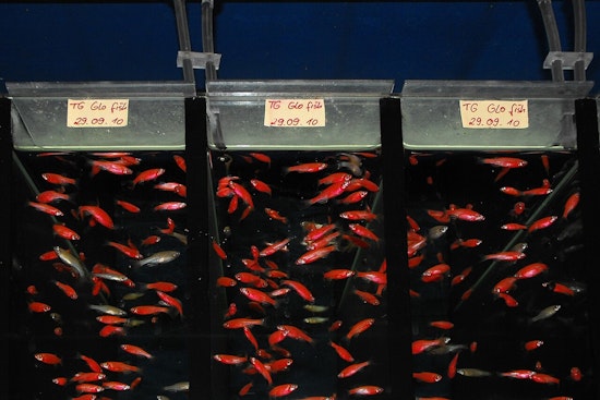 Glowing Fish Get Free Pass as Sacramento Targets Gene-Tweaked Pets