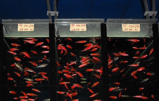 Glowing Fish Get Free Pass as Sacramento Targets Gene-Tweaked Pets