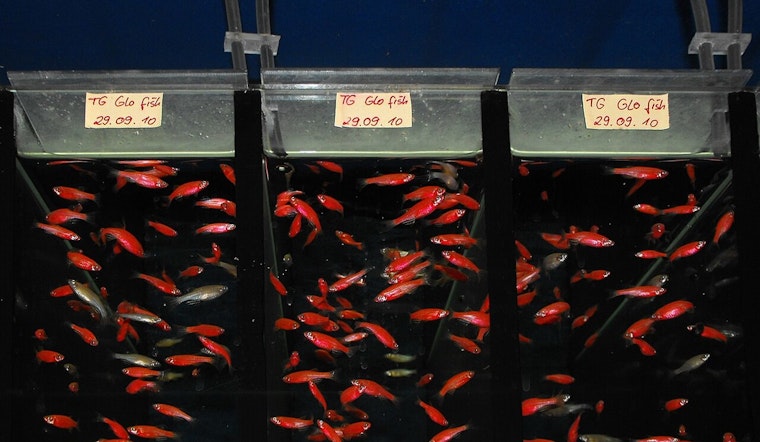 Glowing Fish Get Free Pass as Sacramento Targets Gene-Tweaked Pets