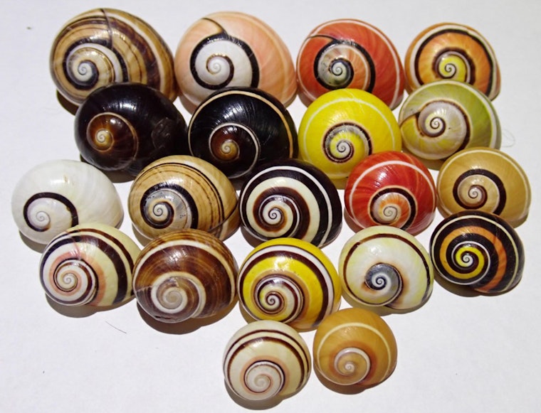 Hawaii’s Silent Shell Crisis: Scientists Fear Island Snail Die‑Off Could Hit 80 Percent