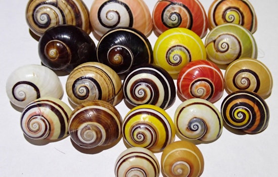 Hawaii’s Silent Shell Crisis: Scientists Fear Island Snail Die‑Off Could Hit 80 Percent