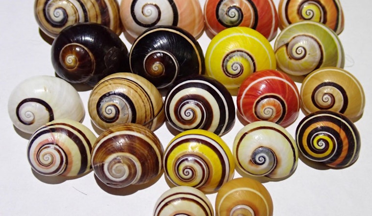 Hawaii’s Silent Shell Crisis: Scientists Fear Island Snail Die‑Off Could Hit 80 Percent