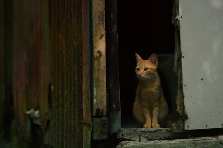 Hawaii's Cat Crackdown Targets Free-Roaming Felines