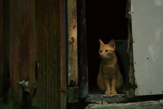 Hawaii's Cat Crackdown Targets Free-Roaming Felines