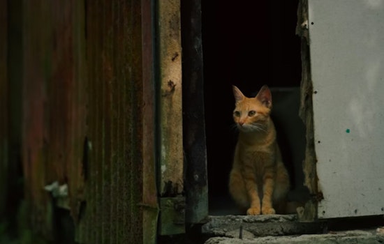 Hawaii's Cat Crackdown Targets Free-Roaming Felines