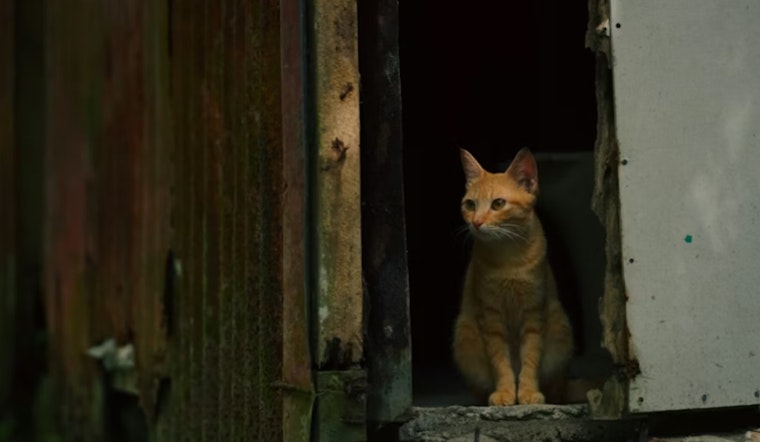 Hawaii's Cat Crackdown Targets Free-Roaming Felines