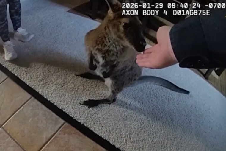 Highlands Ranch Deputies Corral Runaway Wallaby Charlie