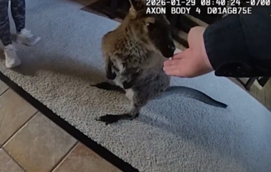 Highlands Ranch Deputies Corral Runaway Wallaby Charlie
