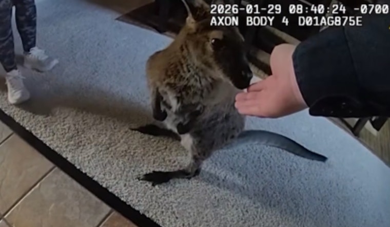 Highlands Ranch Deputies Corral Runaway Wallaby Charlie
