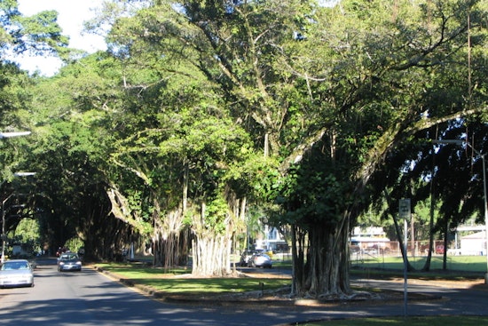 Hilo Power Players Push Bold Rescue For Battered Banyan Drive