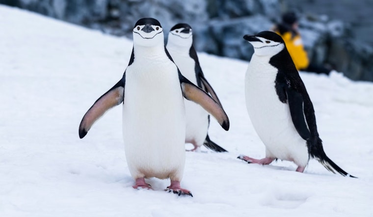 Homegrown Billionaire Eyes Cardinals as Penguins Price Tag Puts Him On Deck