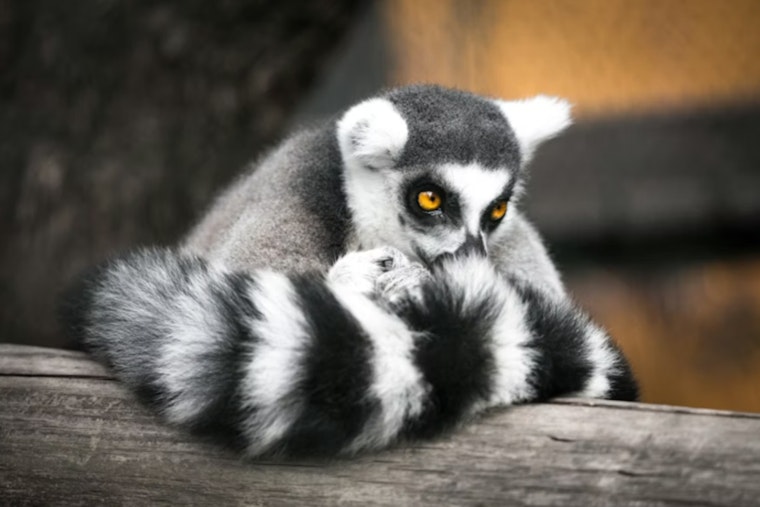 Houston Man Hit With Indictment Over $10K Lemur And Spider Monkey Sales