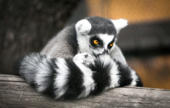 Houston Man Hit With Indictment Over $10K Lemur And Spider Monkey Sales