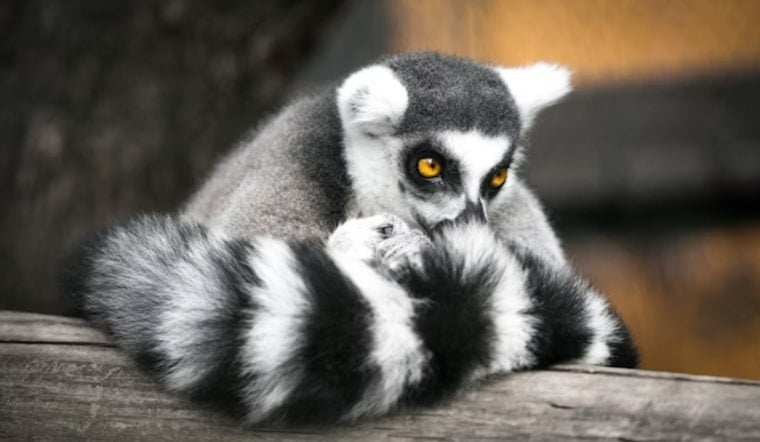 Houston Man Hit With Indictment Over $10K Lemur And Spider Monkey Sales