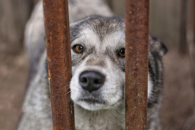 Ice Detentions Leave Twin Cities Pets Stranded As Minnetonka Rescue Scrambles