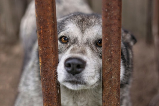 Ice Detentions Leave Twin Cities Pets Stranded As Minnetonka Rescue Scrambles