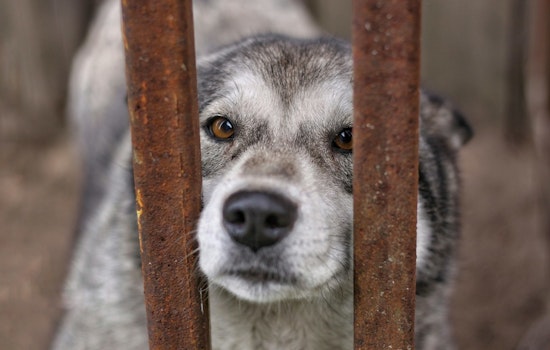 Ice Detentions Leave Twin Cities Pets Stranded As Minnetonka Rescue Scrambles