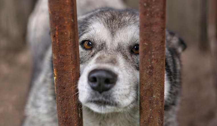 Ice Detentions Leave Twin Cities Pets Stranded As Minnetonka Rescue Scrambles