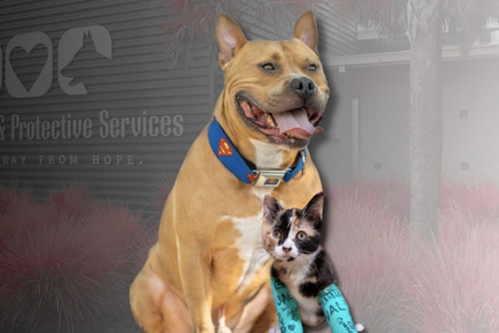 Jacksonville Animal Care & Protective Services Unveils Improved Website to Help Reunite Lost Pets With Owners