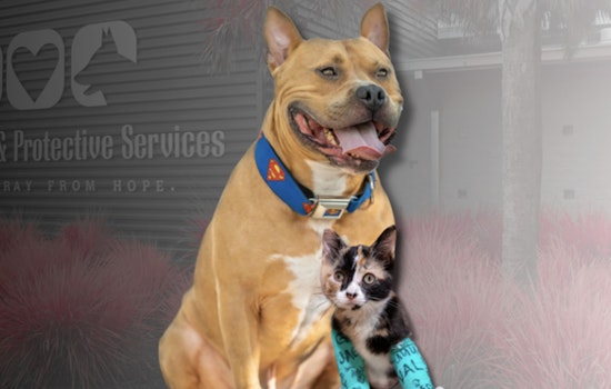 Jacksonville Animal Care & Protective Services Unveils Improved Website to Help Reunite Lost Pets With Owners