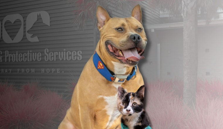 Jacksonville Animal Care & Protective Services Unveils Improved Website to Help Reunite Lost Pets With Owners