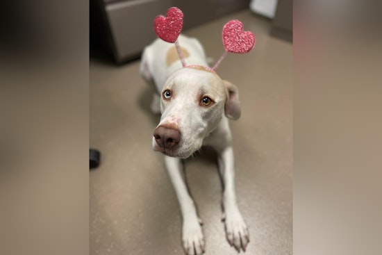 Jacksonville Beach Police Spread Love with Warm Valentine's Day Message to Community