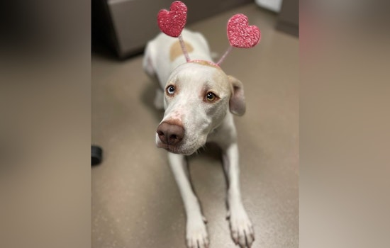 Jacksonville Beach Police Spread Love with Warm Valentine's Day Message to Community