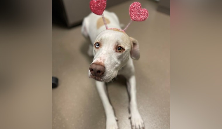 Jacksonville Beach Police Spread Love with Warm Valentine's Day Message to Community