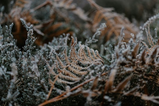 Jacksonville Shivers As Freeze Warning Freezes Out Morning Commute