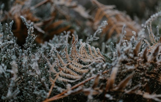Jacksonville Shivers As Freeze Warning Freezes Out Morning Commute