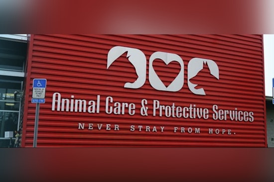 Jacksonville Ups the Ante in Animal Cruelty Crackdown with Cash Rewards and Stricter Penalties