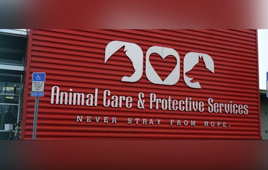 Jacksonville Ups the Ante in Animal Cruelty Crackdown with Cash Rewards and Stricter Penalties