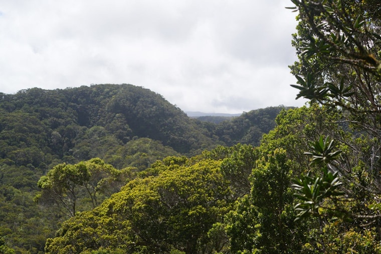Kauaʻi Plateau Showdown As State Pushes Massive Alakaʻi Fence