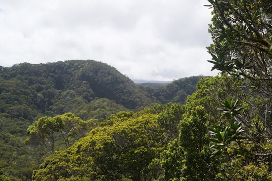 Kauaʻi Plateau Showdown As State Pushes Massive Alakaʻi Fence