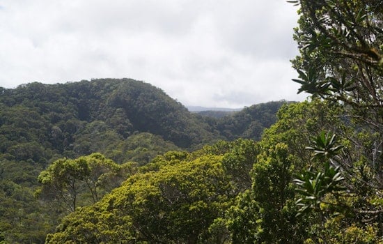 Kauaʻi Plateau Showdown As State Pushes Massive Alakaʻi Fence