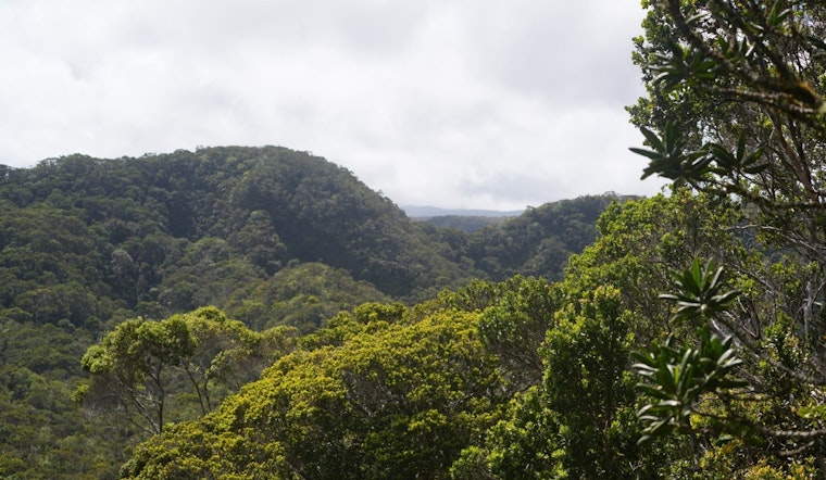 Kauaʻi Plateau Showdown As State Pushes Massive Alakaʻi Fence