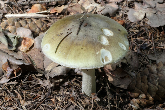 Killer Mushrooms Stalk Bay Area Immigrant Families