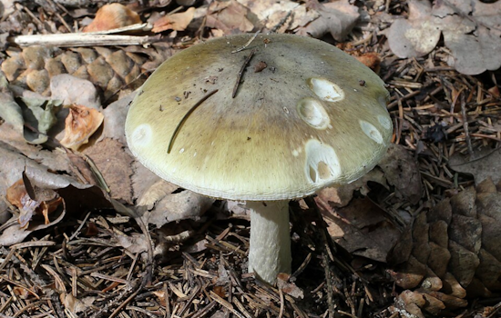 Killer Mushrooms Stalk Bay Area Immigrant Families