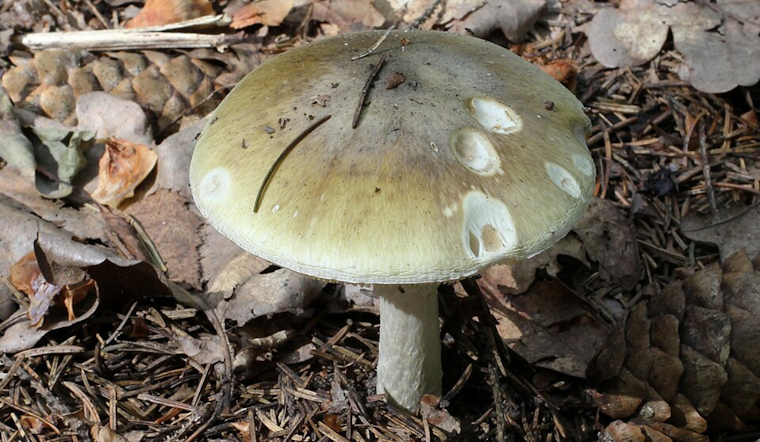 Killer Mushrooms Stalk Bay Area Immigrant Families