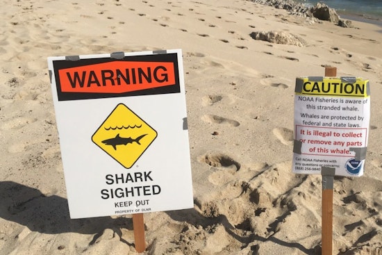 Kona Coast Warning After Sperm Whale Attracts Sharks